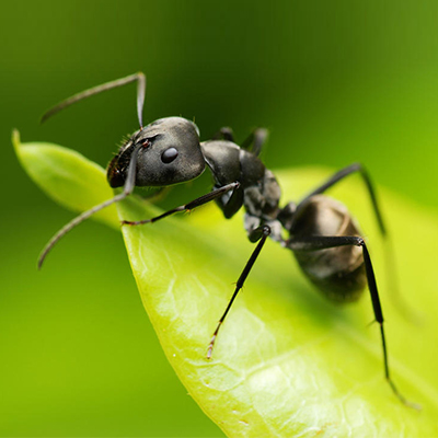 Process flow of black ant extract